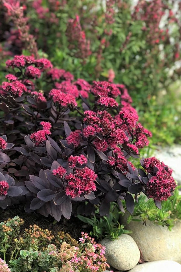 Очиток гібридний Плам Даззлед, ціна, фото, купити Київ, Sedum